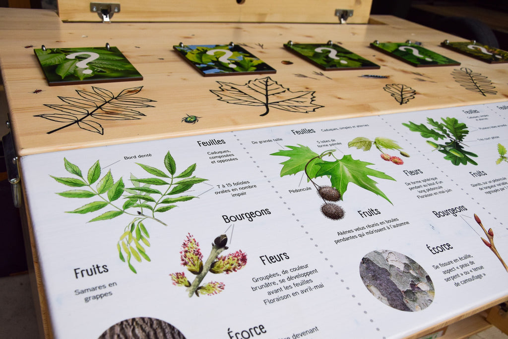 L'arbre 🌳 et ses secrets, une exposition support d'animation et de sensibilisation