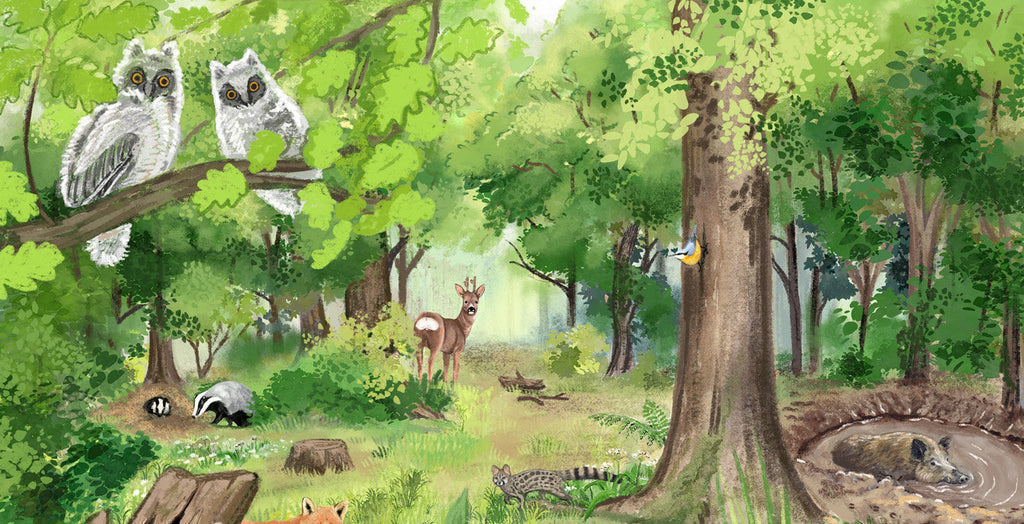 illustration nature, naturaliste, forêt, boisement, hibou