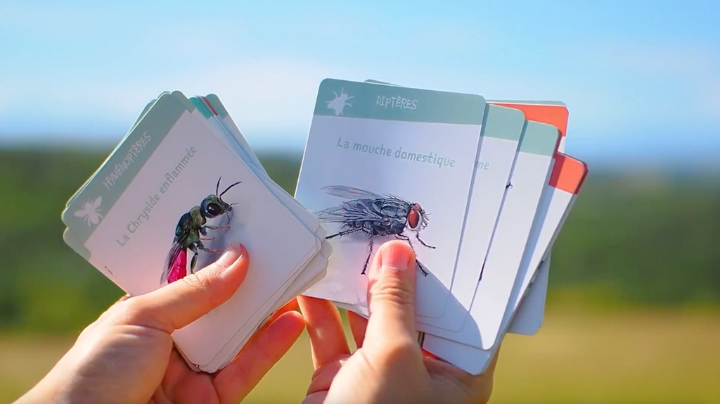 Jeu de cartes des familles sur les insectes pollinisateurs. Jeu pédagogique pour l'éducation à l'environnement sur les différents groupes d'insectes, coléoptère, hyménoptères, abeilles solitaires, papillons et cycle de la pollinisation