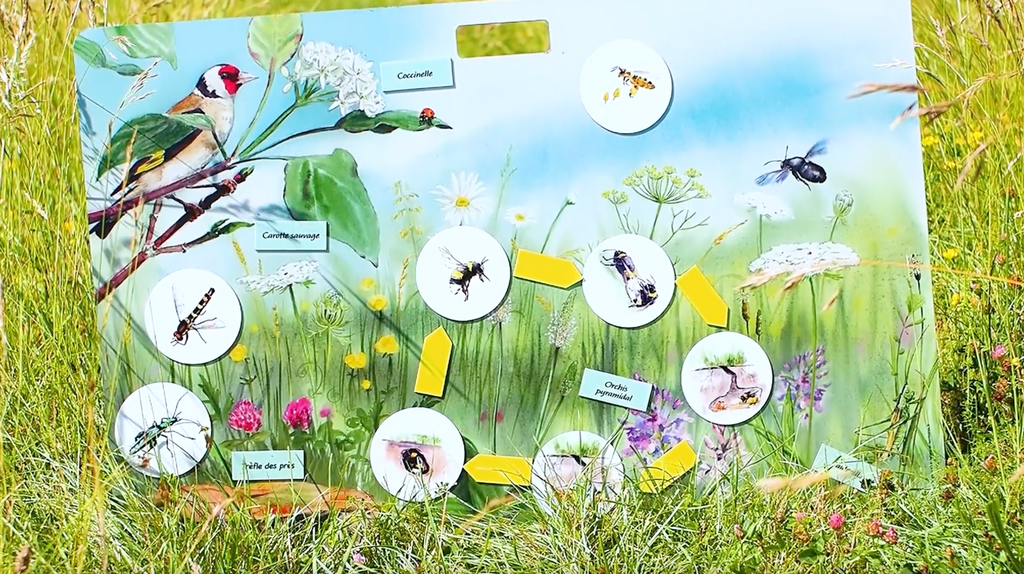 Outil pédagogique magnétique pour l'éducation à l'environnement sur le thème des pollinisateurs. Composé d'un grand panneau magnétique et des magnets manipulables sur le rôle des insectes pollinisateurs dans l'environnement et leurs cycles de vie. Conçu en France pour vos animations nature, classe dehors, école, centre de loisirs