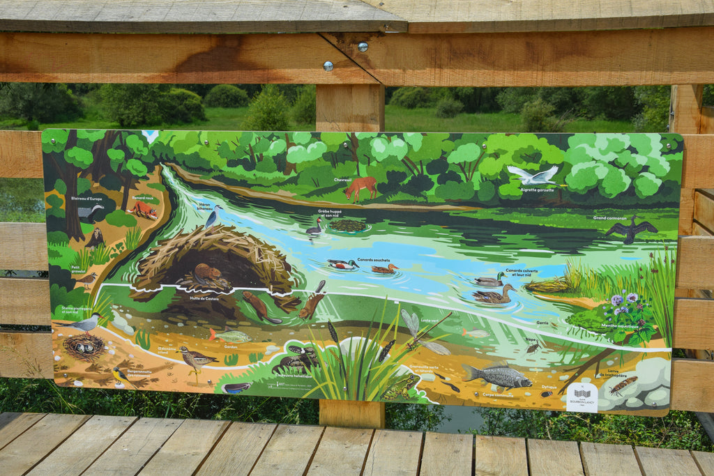 Signalétique pédagogique personnalisée, fabriquée en France sur support bois. Installé dans un parc proche de la Loire. Signalétique pédagogique, panneau pédagogique, parcours, sentier, espace vert naturel, rivière, faune et flore