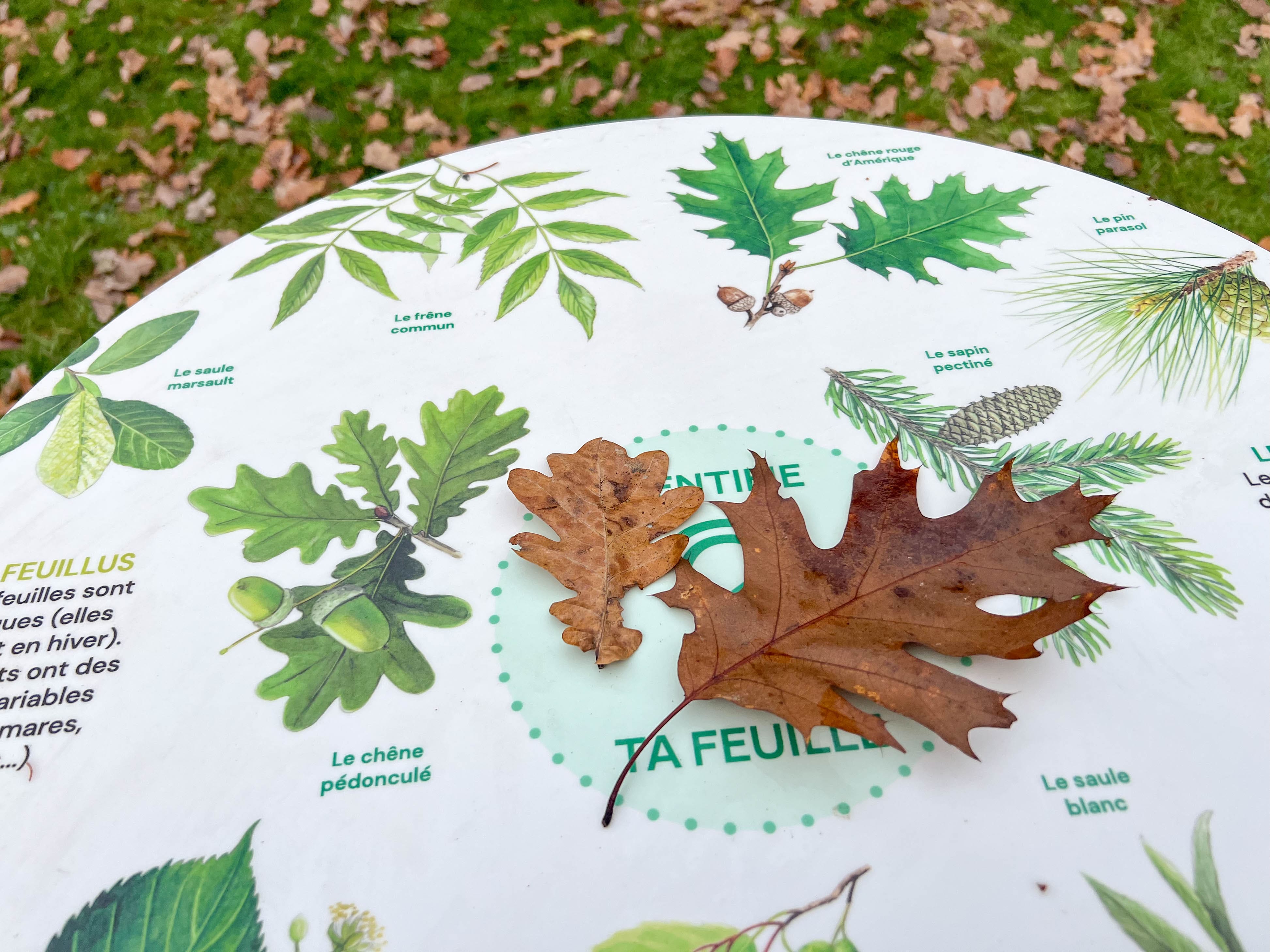 Reconnaissance Table Table de reconnaissance des arbres
