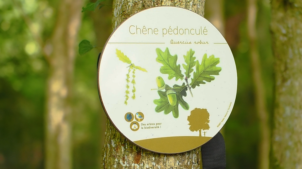 Panneau arboretum éco-conçu installé avec une sangle autour d'un arbre. Solution de signalétique durable et fabriquée en France