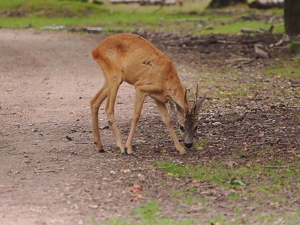 Jeu pour l'éducation à l'environnement sur le thème des paysages, des corridors écologiques, des trames vertes et bleues, TVB, du déplacement des animaux. Médiation scientifique, outil pédagogique, classe du dehors, classe découverte, nature